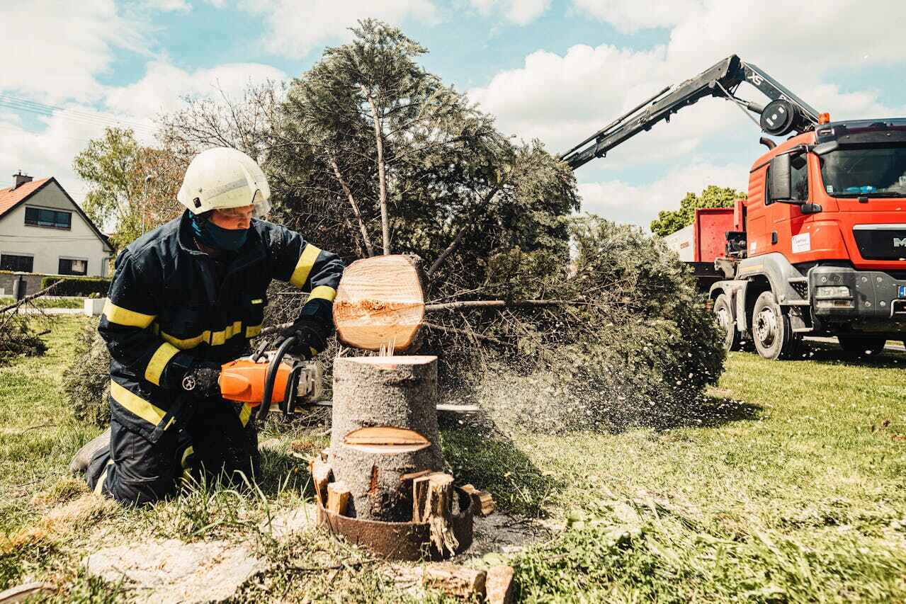 The Steps Involved in Our Tree Care Process in Scottdale, GA